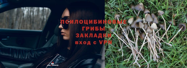 стаф Касимов